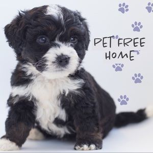 🐶 Pet Free Home 🐯